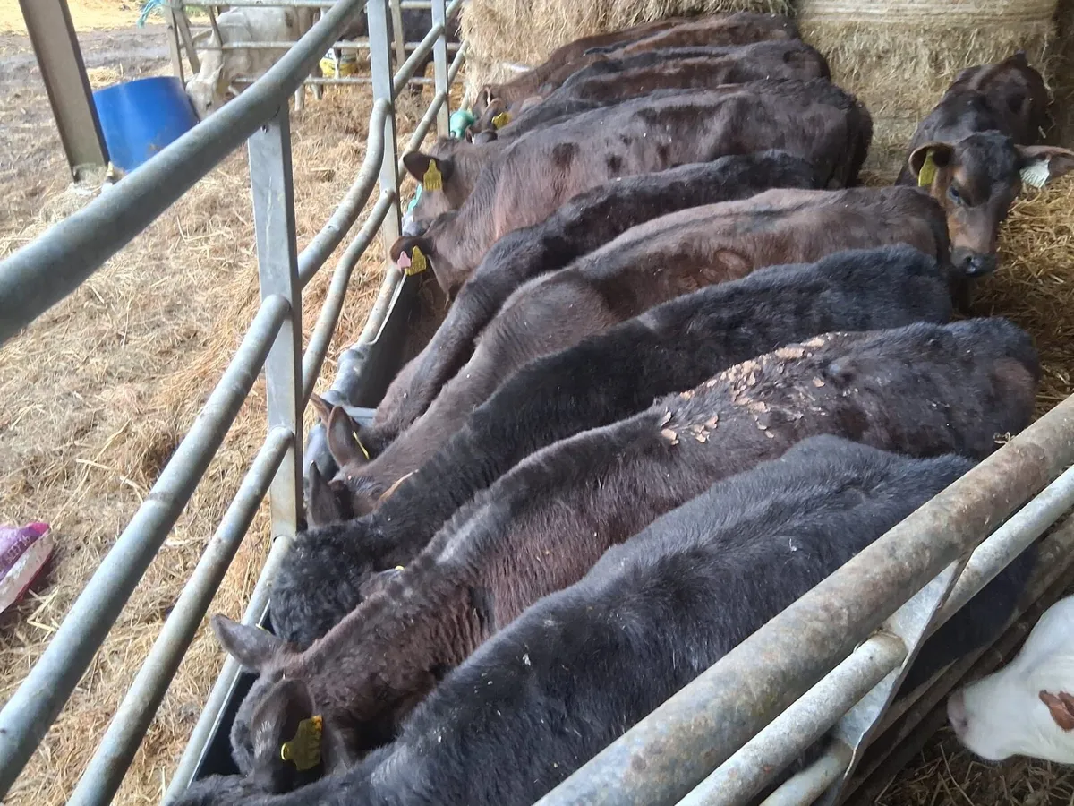 Reared A.A Heifer Calves - Image 3