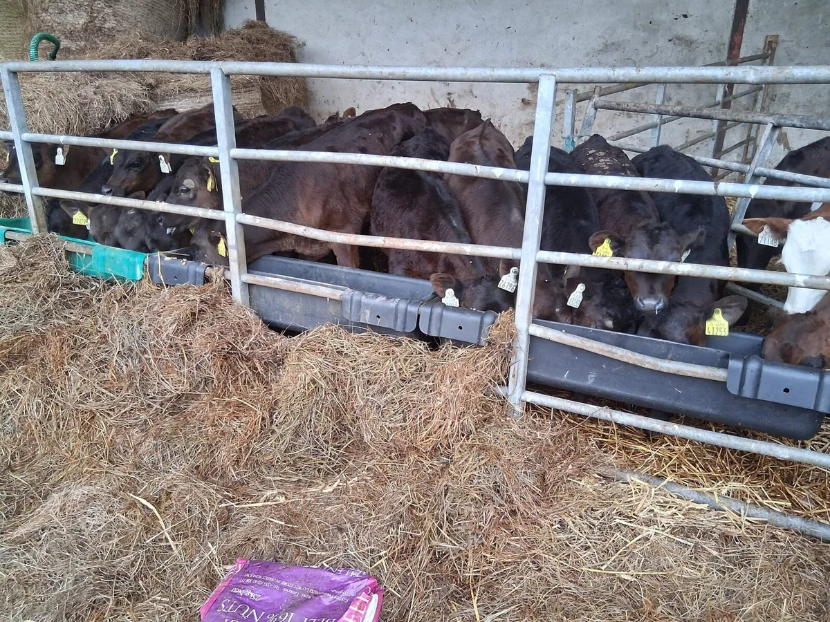 Reared A.A Heifer Calves - Image 4