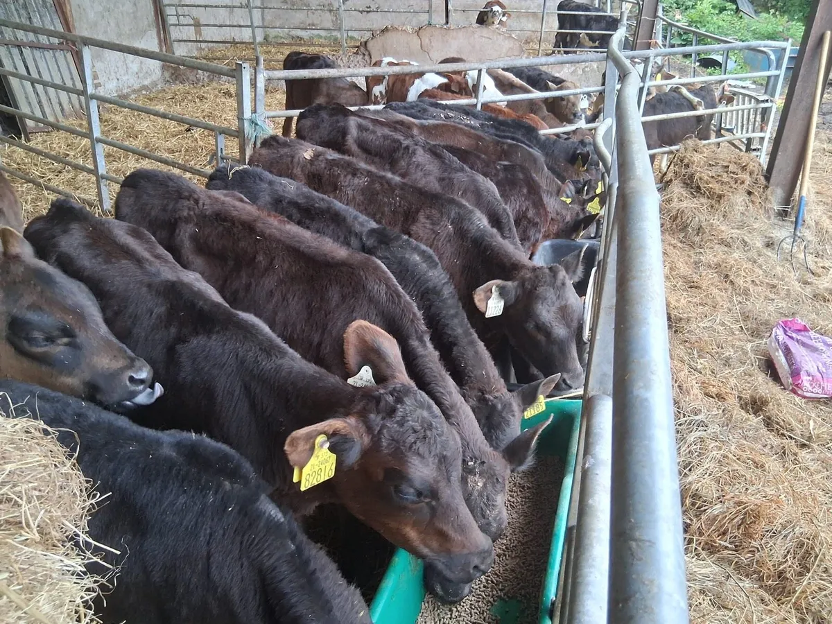 Reared A.A Heifer Calves - Image 1