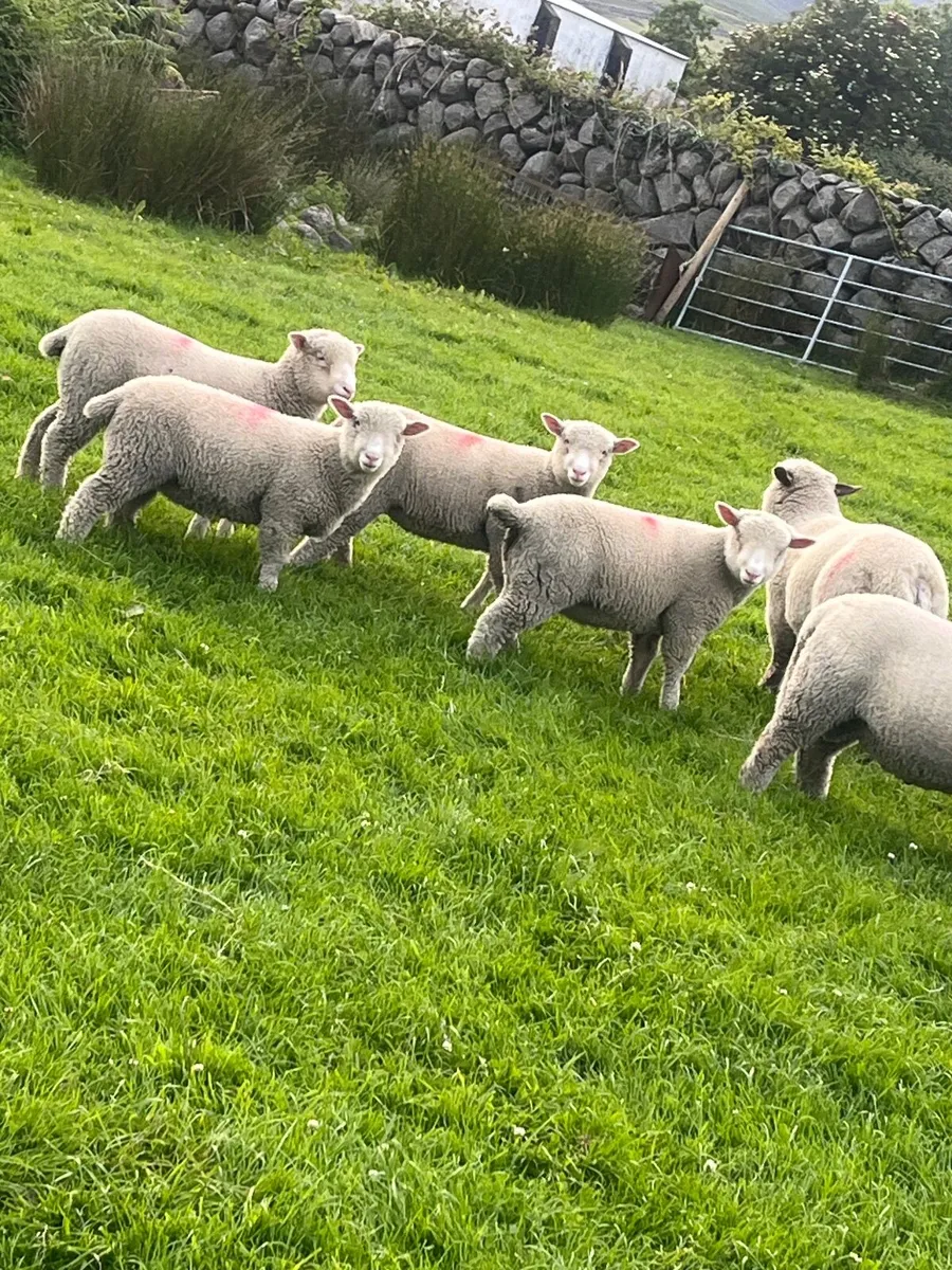 Ewes - Image 1