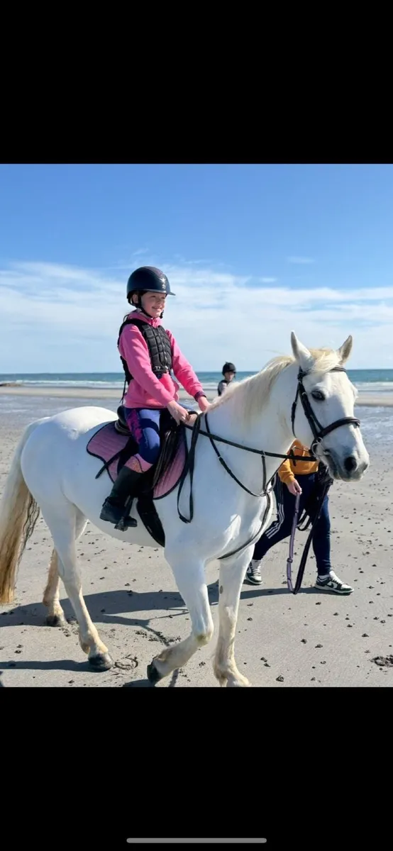 Class 1 - Connemara Pony 14hh - Image 1