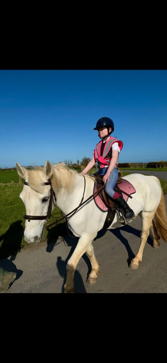 Class 1 - Connemara Pony 14hh - Image 2
