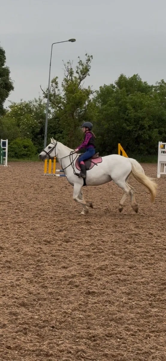 Class 1 - Connemara Pony 14hh - Image 3