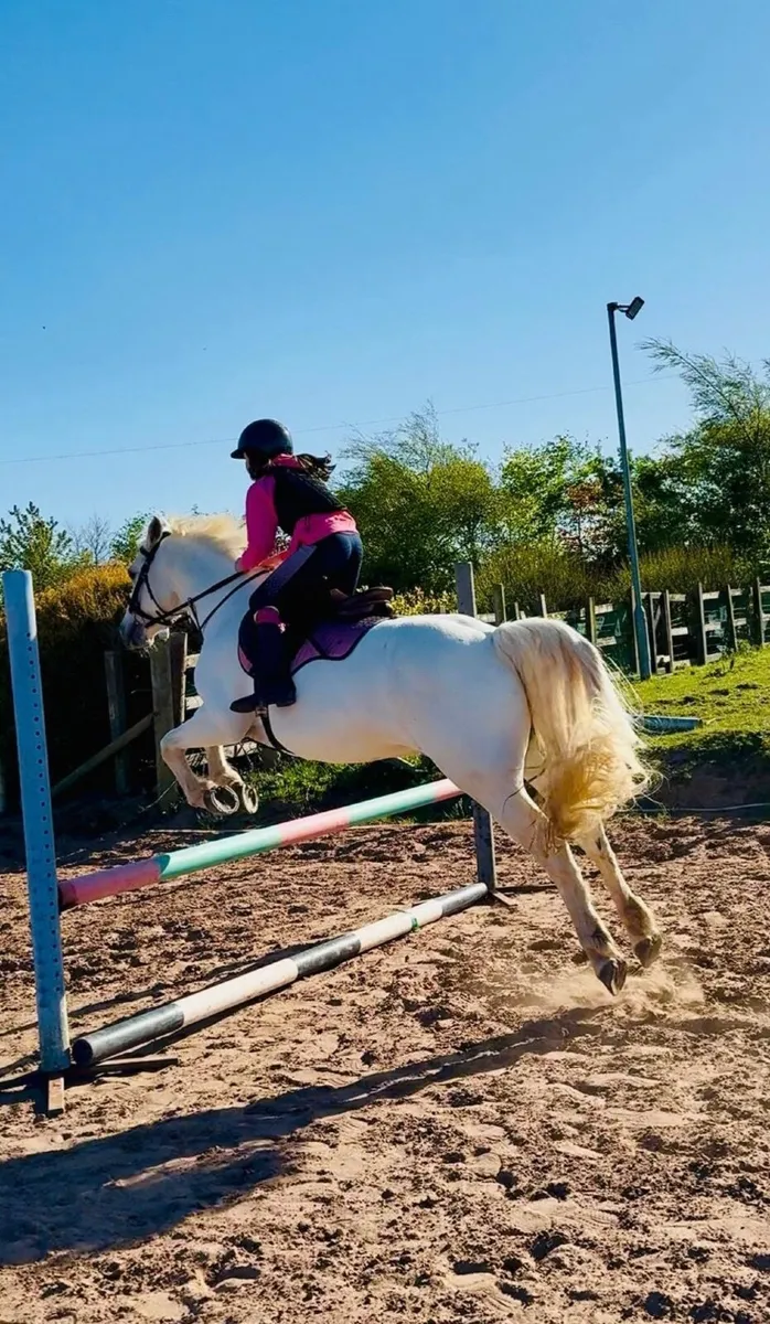 Class 1 - Connemara Pony 14hh - Image 4