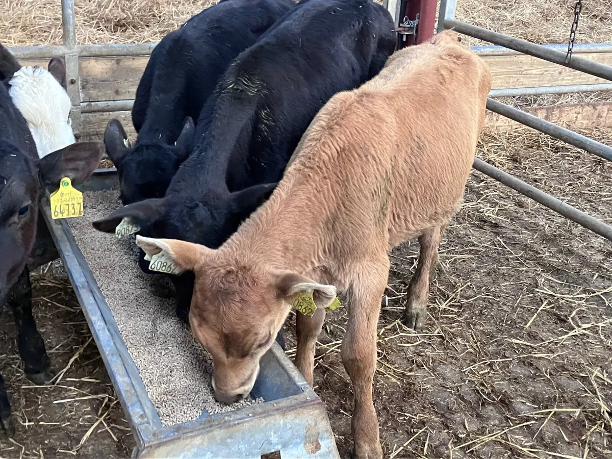 5 grass calves for sale @€495 - Image 1