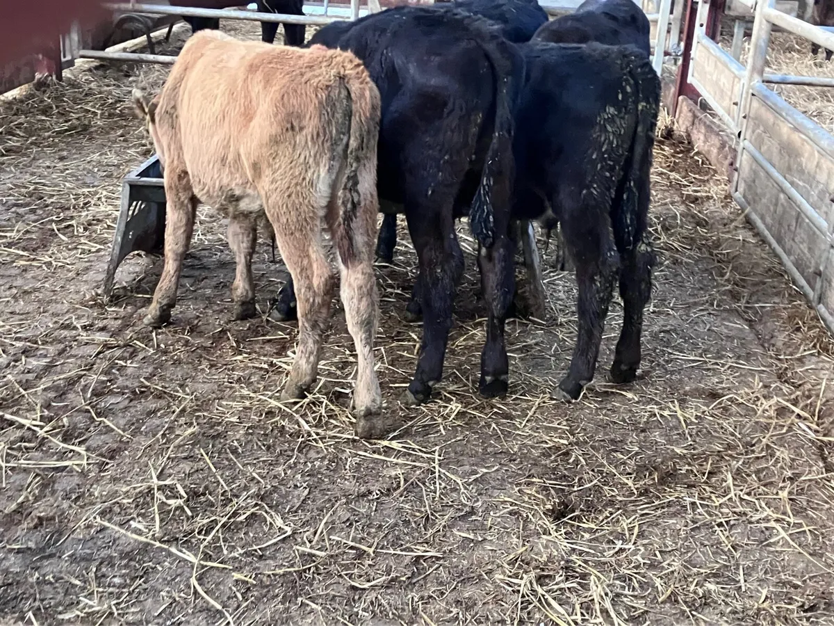 5 grass calves for sale @€495 - Image 2