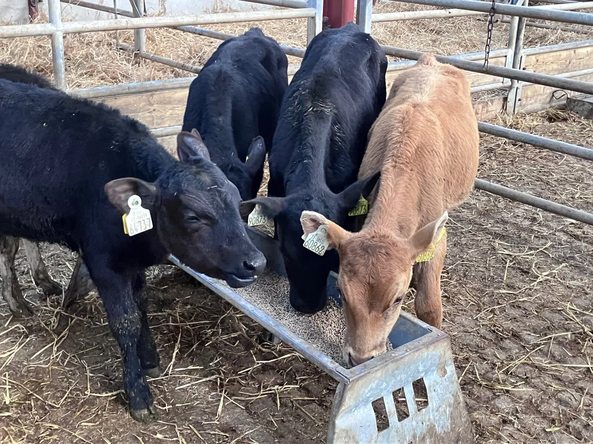 5 grass calves for sale @€495 - Image 3