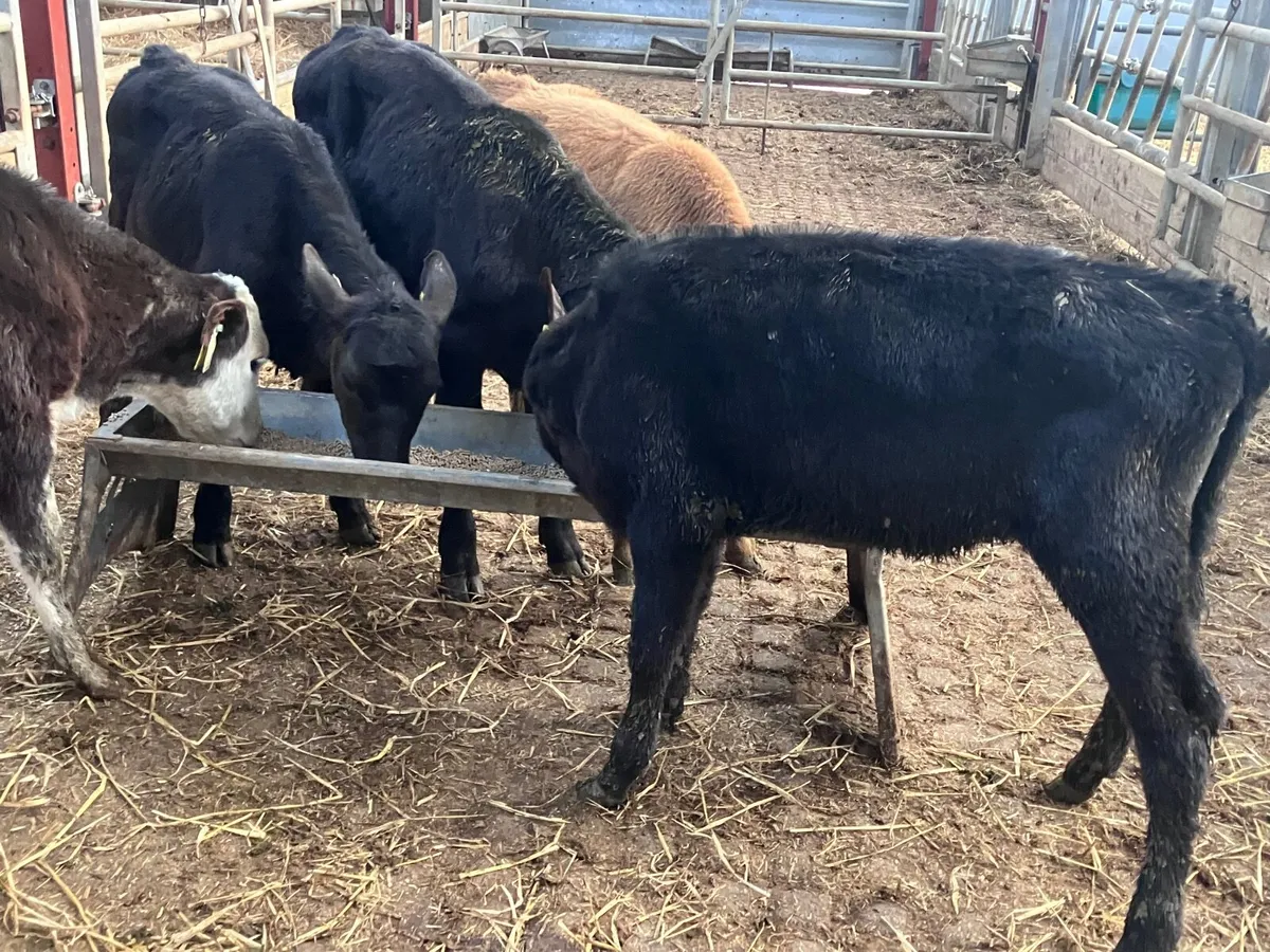 5 grass calves for sale @€495 - Image 4