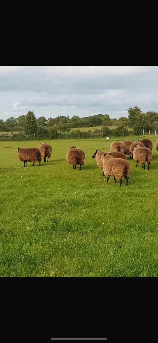 Sheep - Image 1
