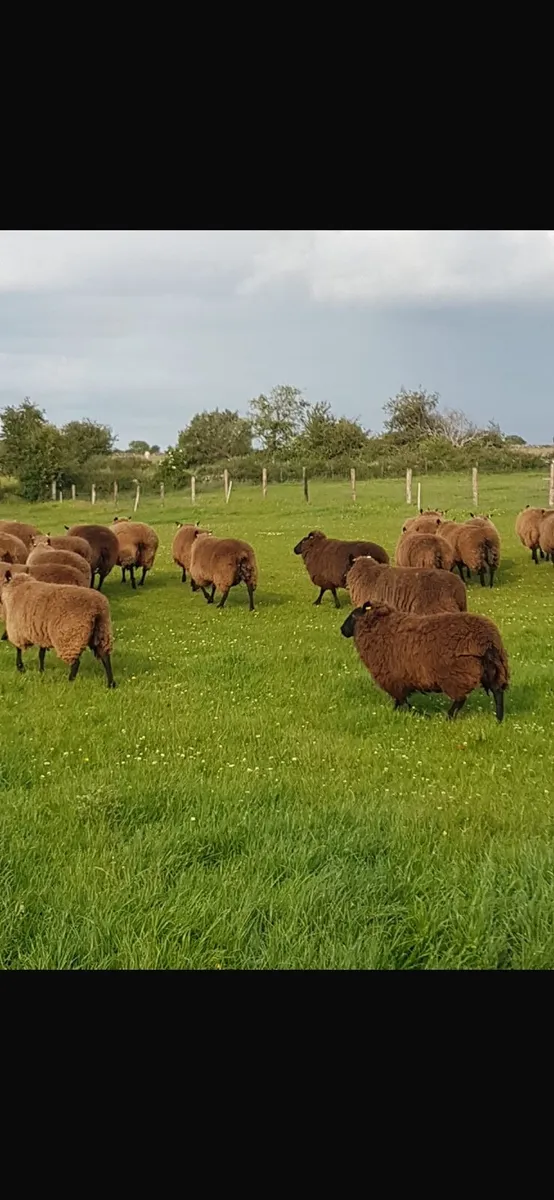 Sheep - Image 2
