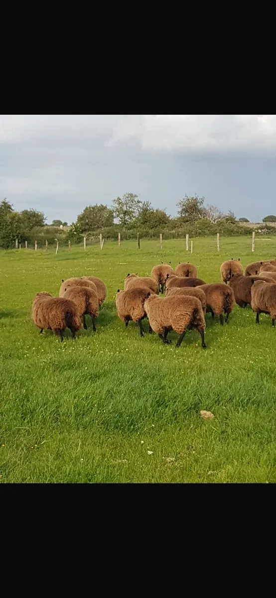 Sheep - Image 3
