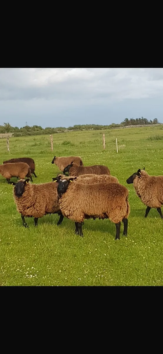 Sheep - Image 4