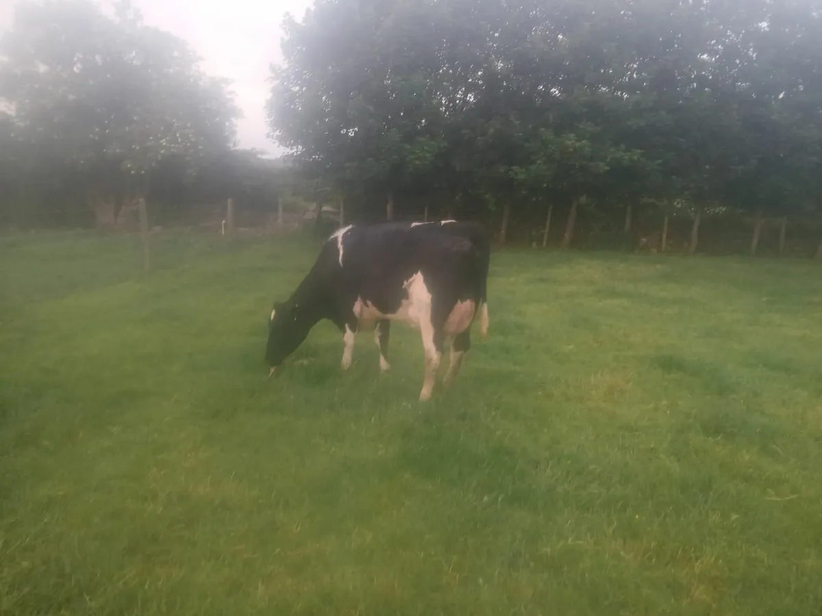 In Calf and Calved  Heifers - Image 2