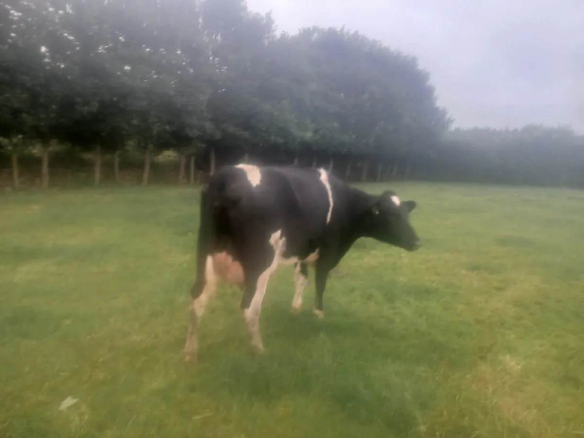 In Calf and Calved  Heifers - Image 3