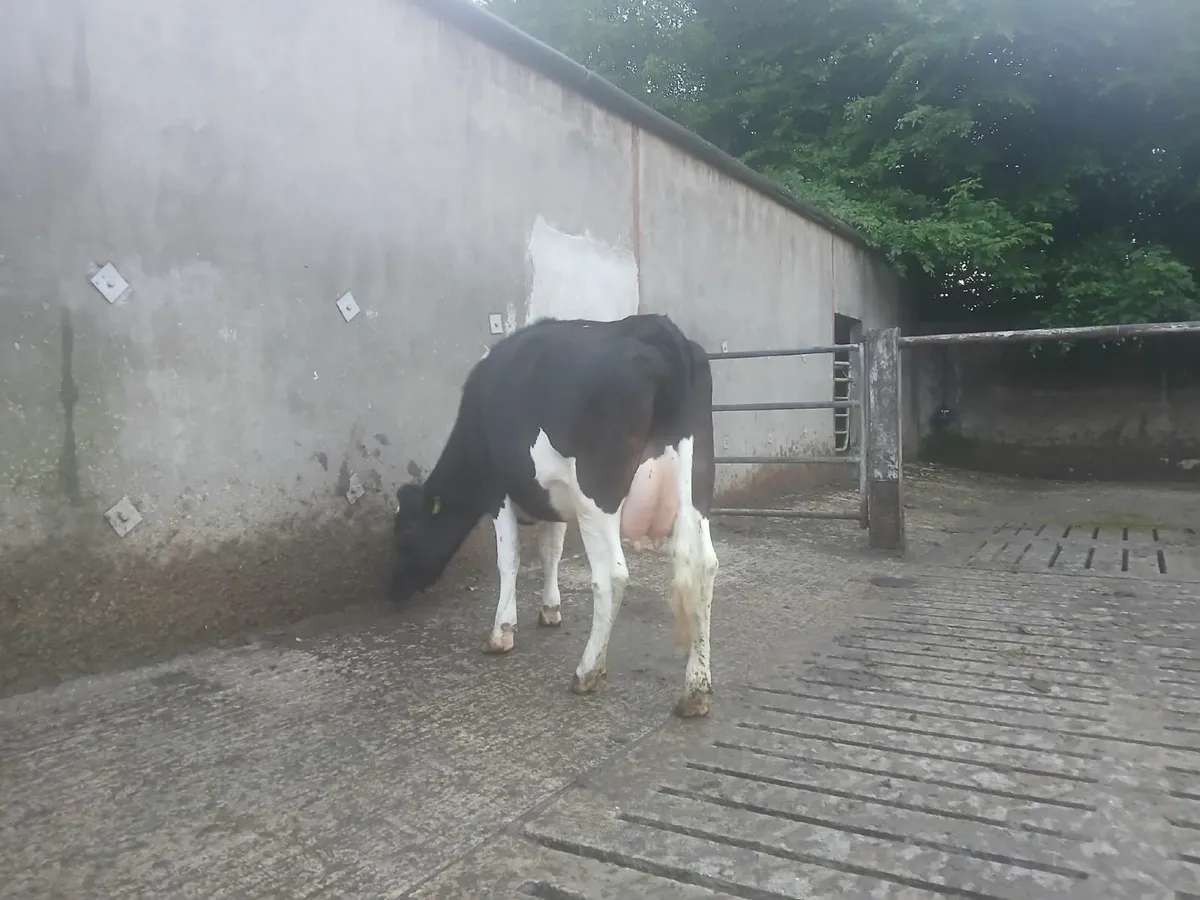In Calf and Calved  Heifers - Image 4