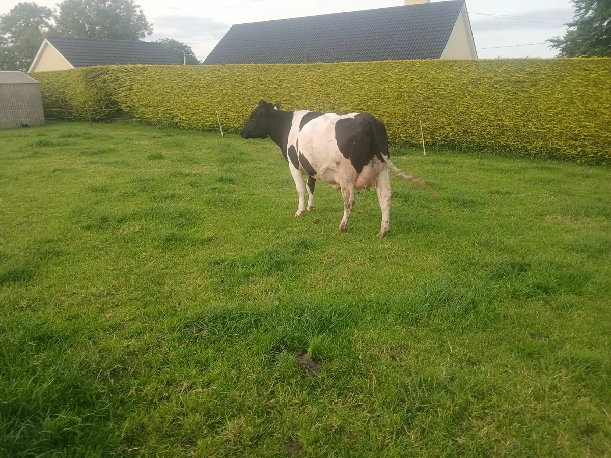 In Calf and Calved  Heifers - Image 1
