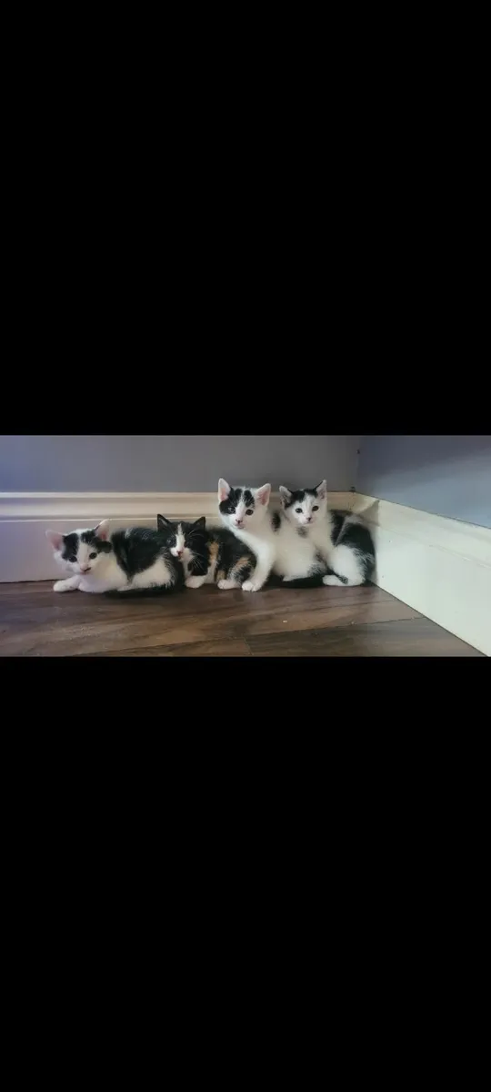 KITTENS ( ALL GONE TO GOOD HOMES) - Image 2