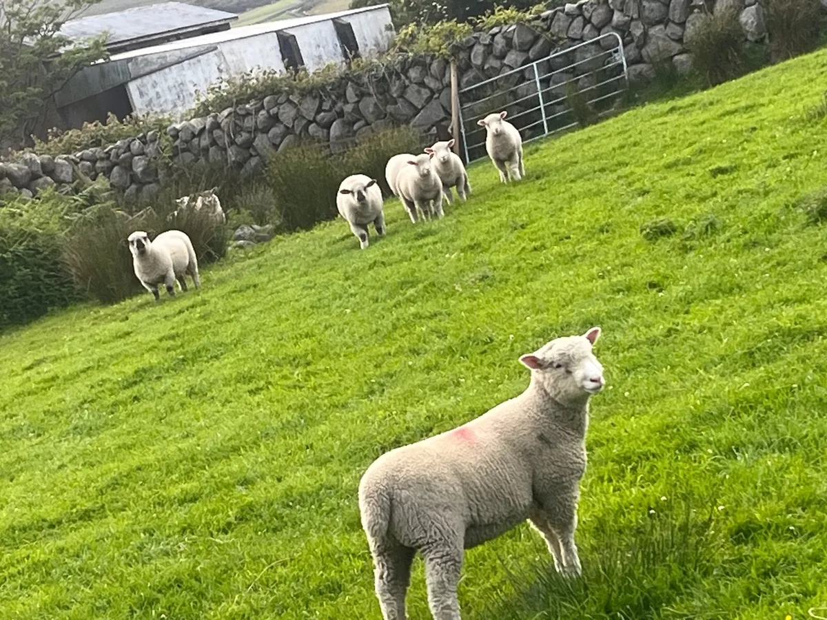 Ewes - Image 2