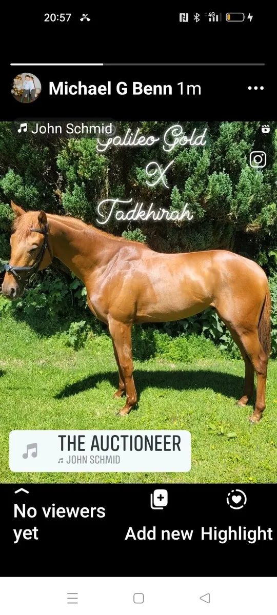 Thoroughbred racehorse - Image 1