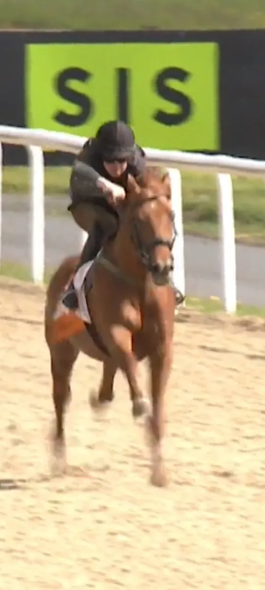 Thoroughbred racehorse - Image 2