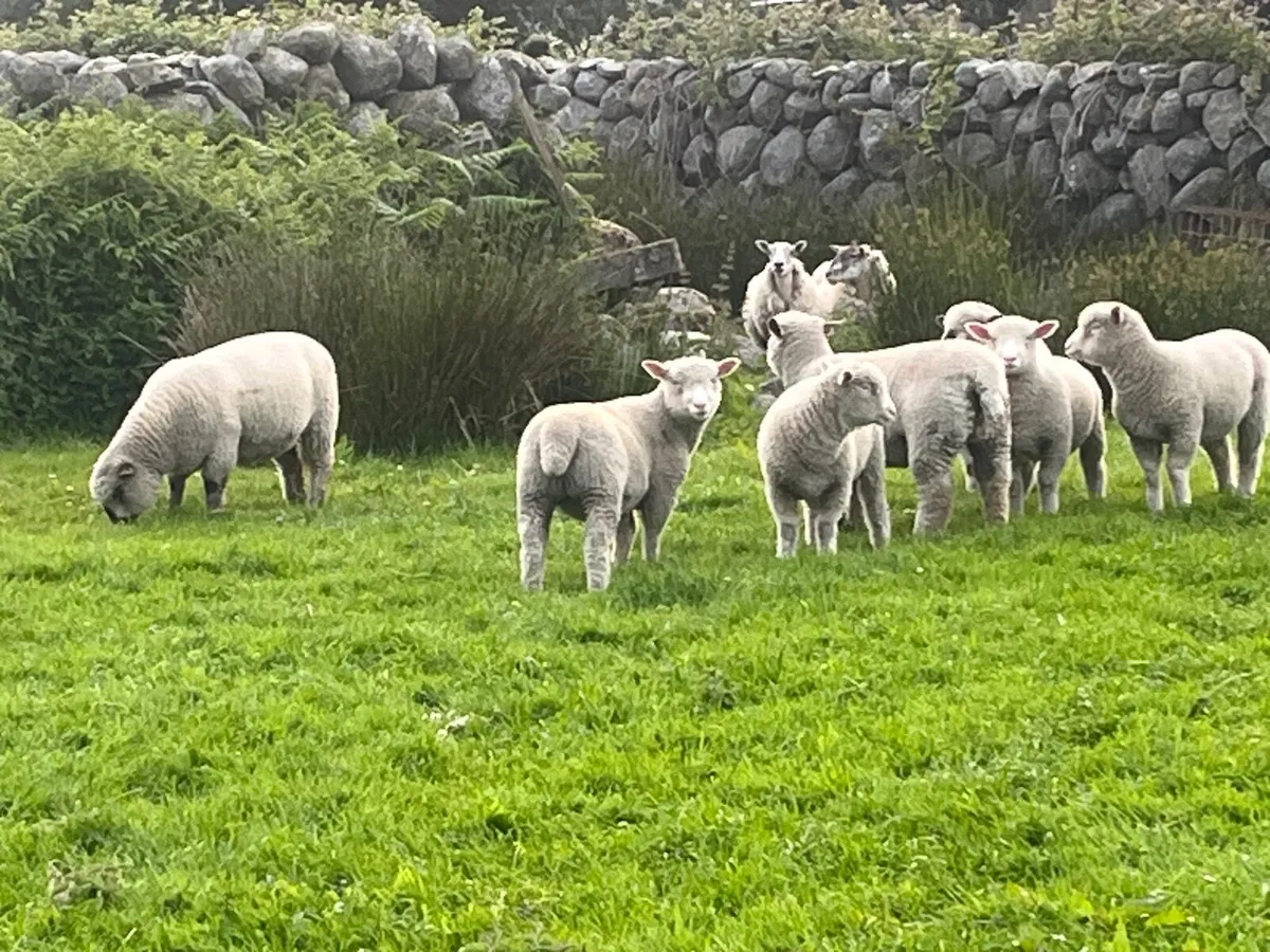 Ewes - Image 3