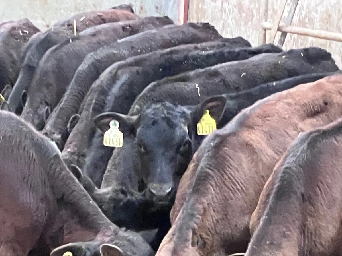 18 top top  quality grass calves for sale - Image 2