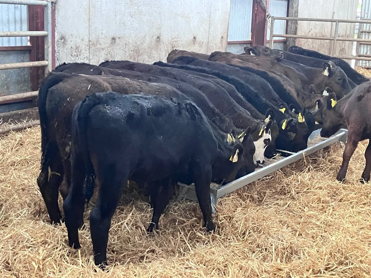 18 top top  quality grass calves for sale - Image 1