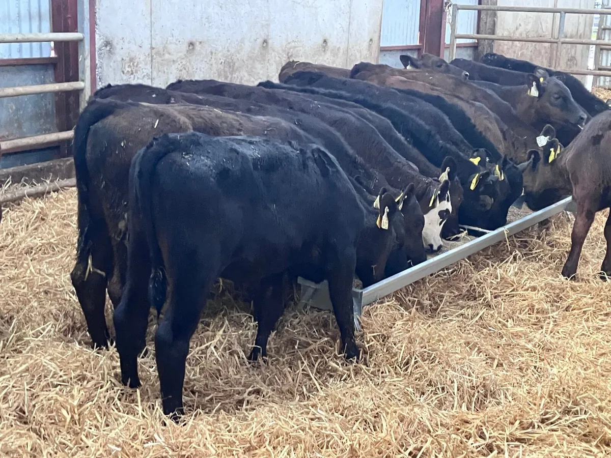 18 top top  quality grass calves for sale - Image 3