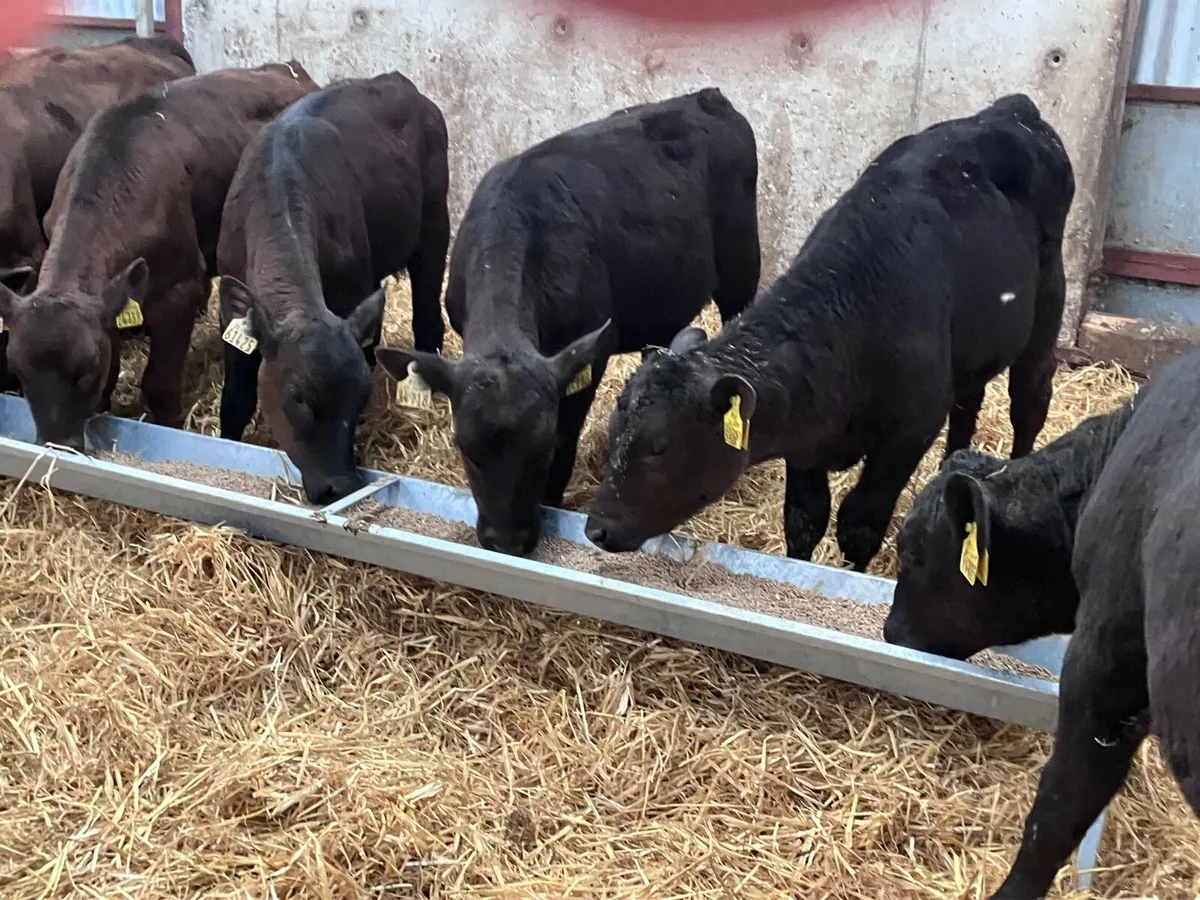 18 top top  quality grass calves for sale - Image 4