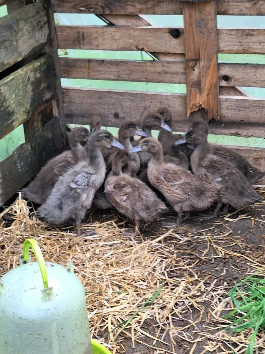 Duck eggs/ khaki campbell duckling - Image 1