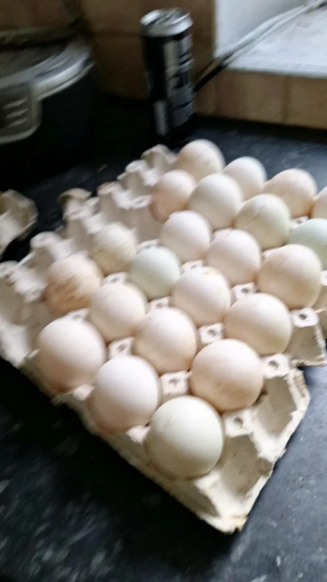 Duck eggs/ khaki campbell duckling - Image 2