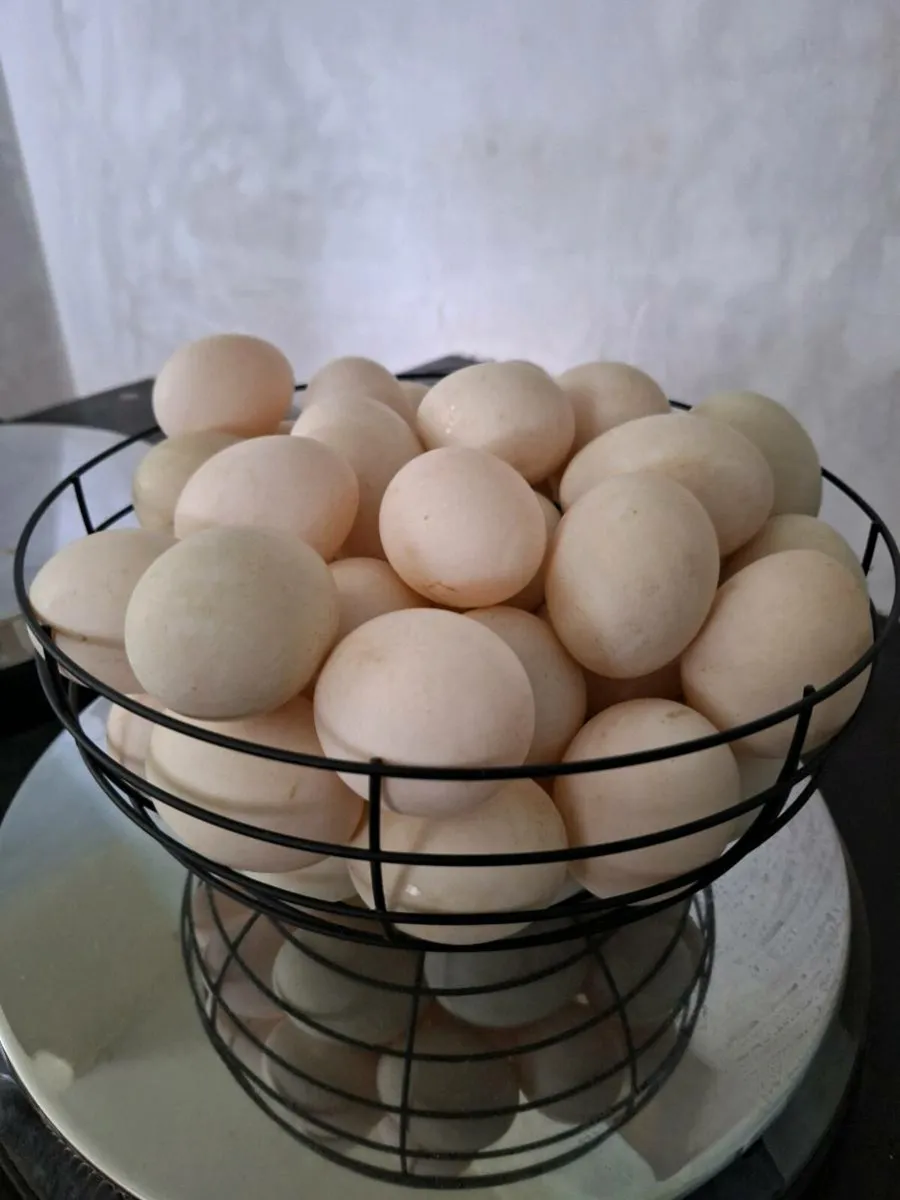 Duck eggs/ khaki campbell duckling - Image 3