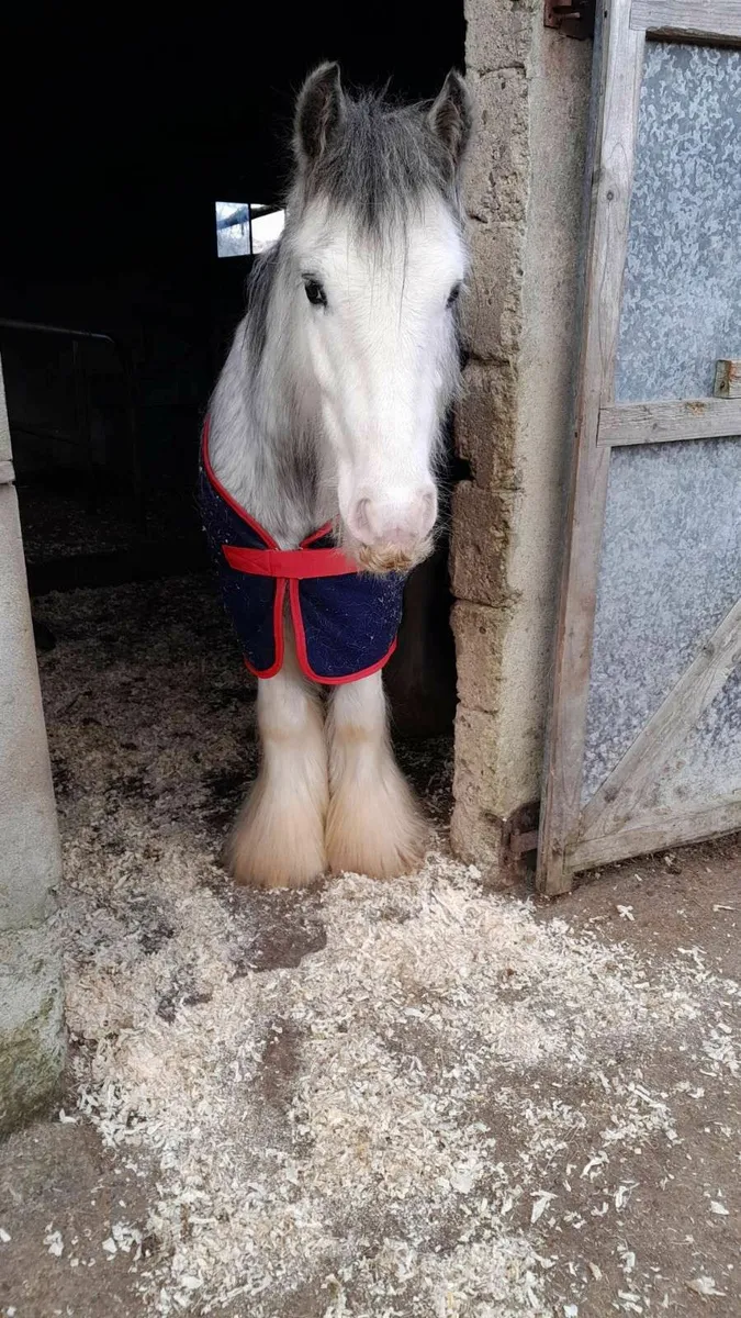 Cob Pony - Image 3