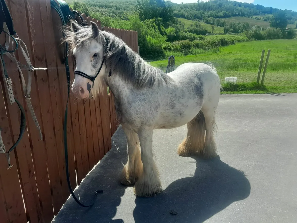 Cob Pony - Image 2
