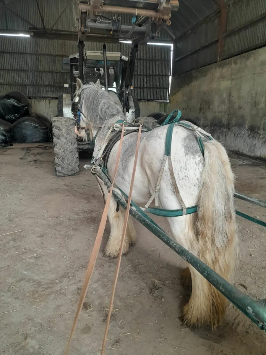 Cob Pony - Image 4