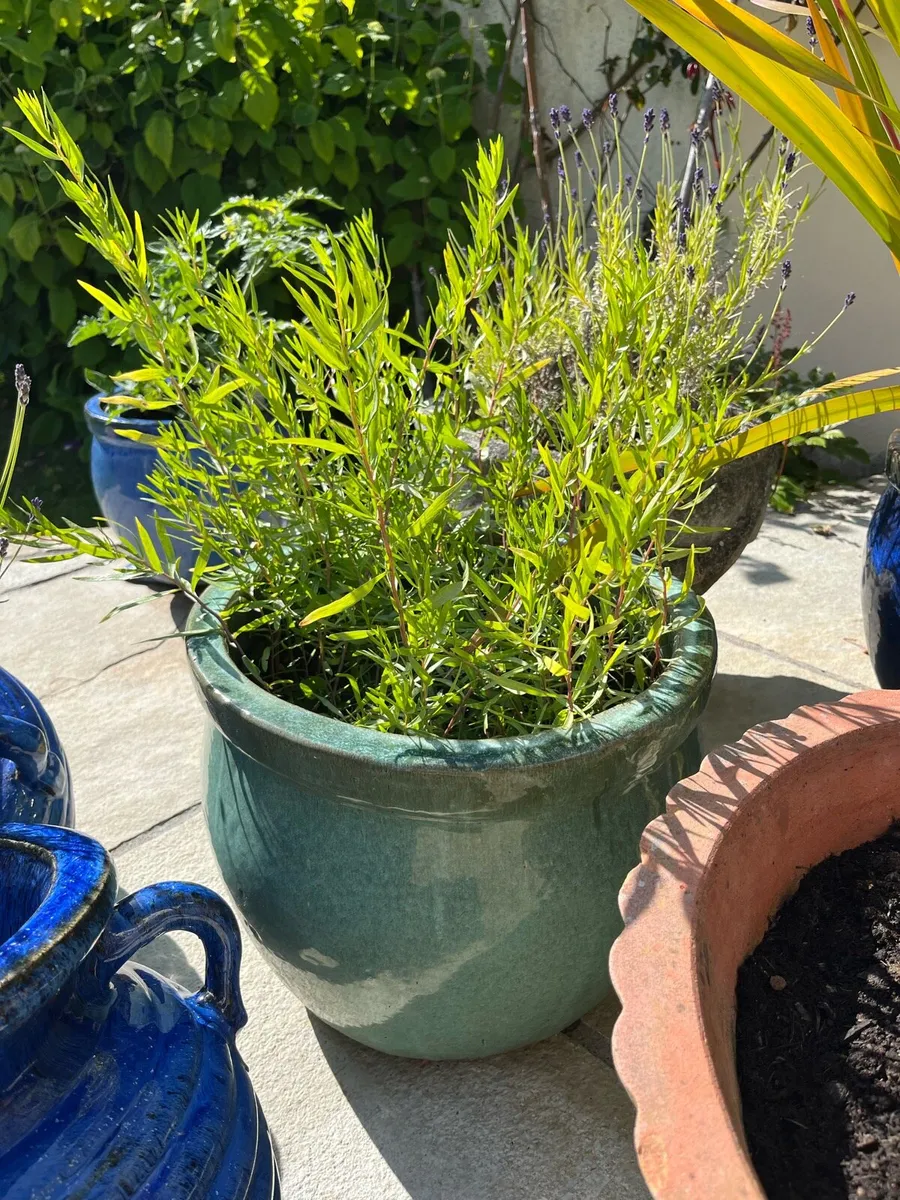 Garden Pots & Plants - Image 2