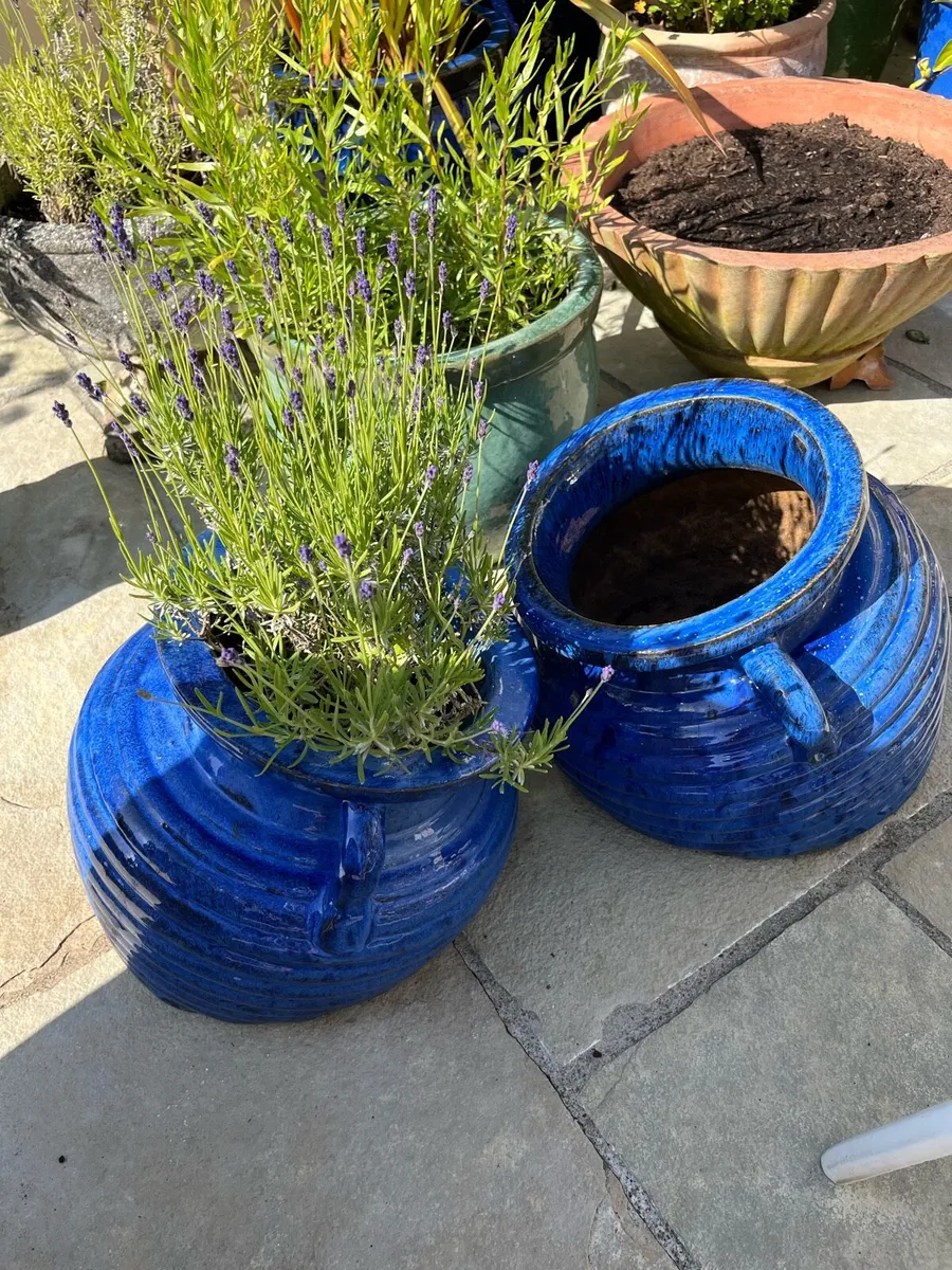 Garden Pots & Plants - Image 1