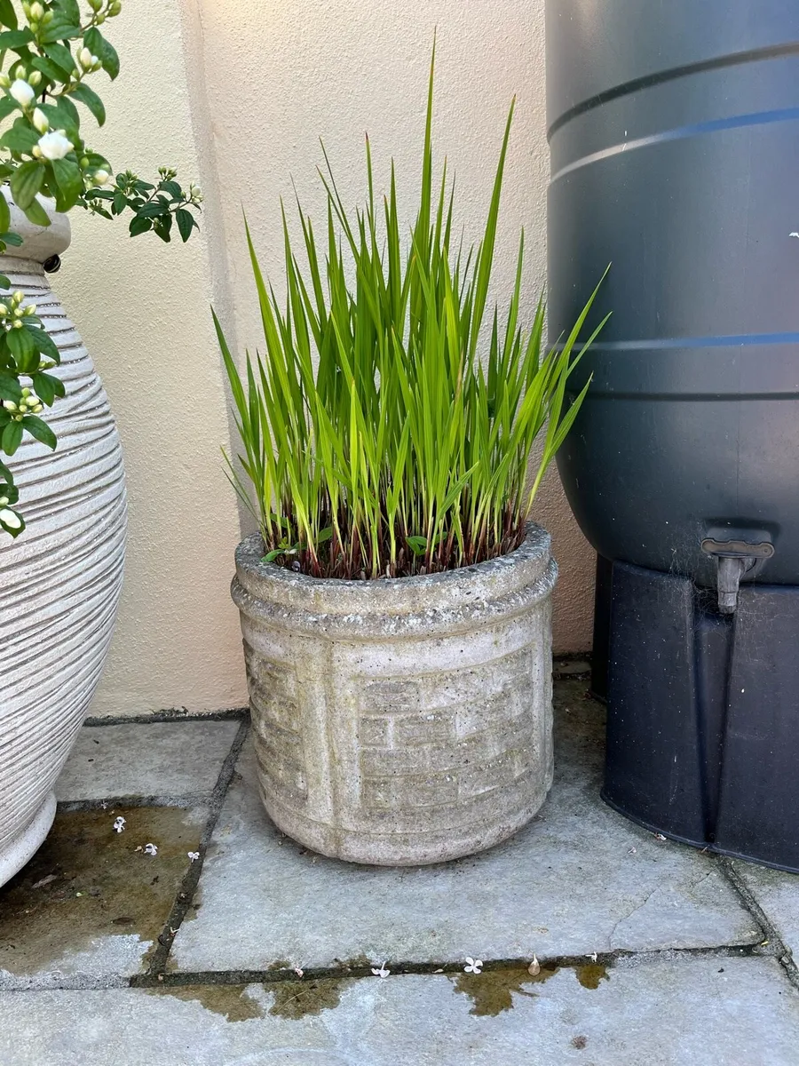 Garden Pots & Plants - Image 3