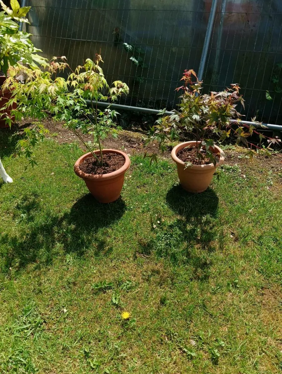 2 beautiful Japanese maple,75 for 2 - Image 1