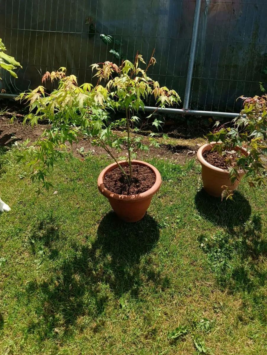 2 beautiful Japanese maple,75 for 2 - Image 2