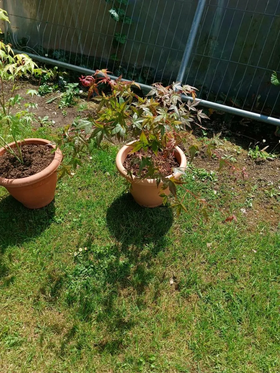 2 beautiful Japanese maple,75 for 2 - Image 3