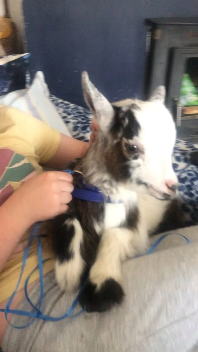 Tiny make Pygmy pet kid - Image 1