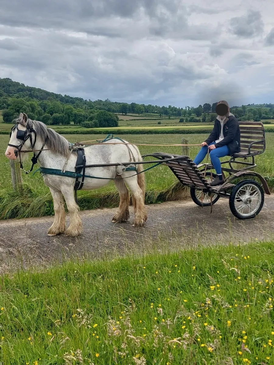 Cob Pony - Image 1