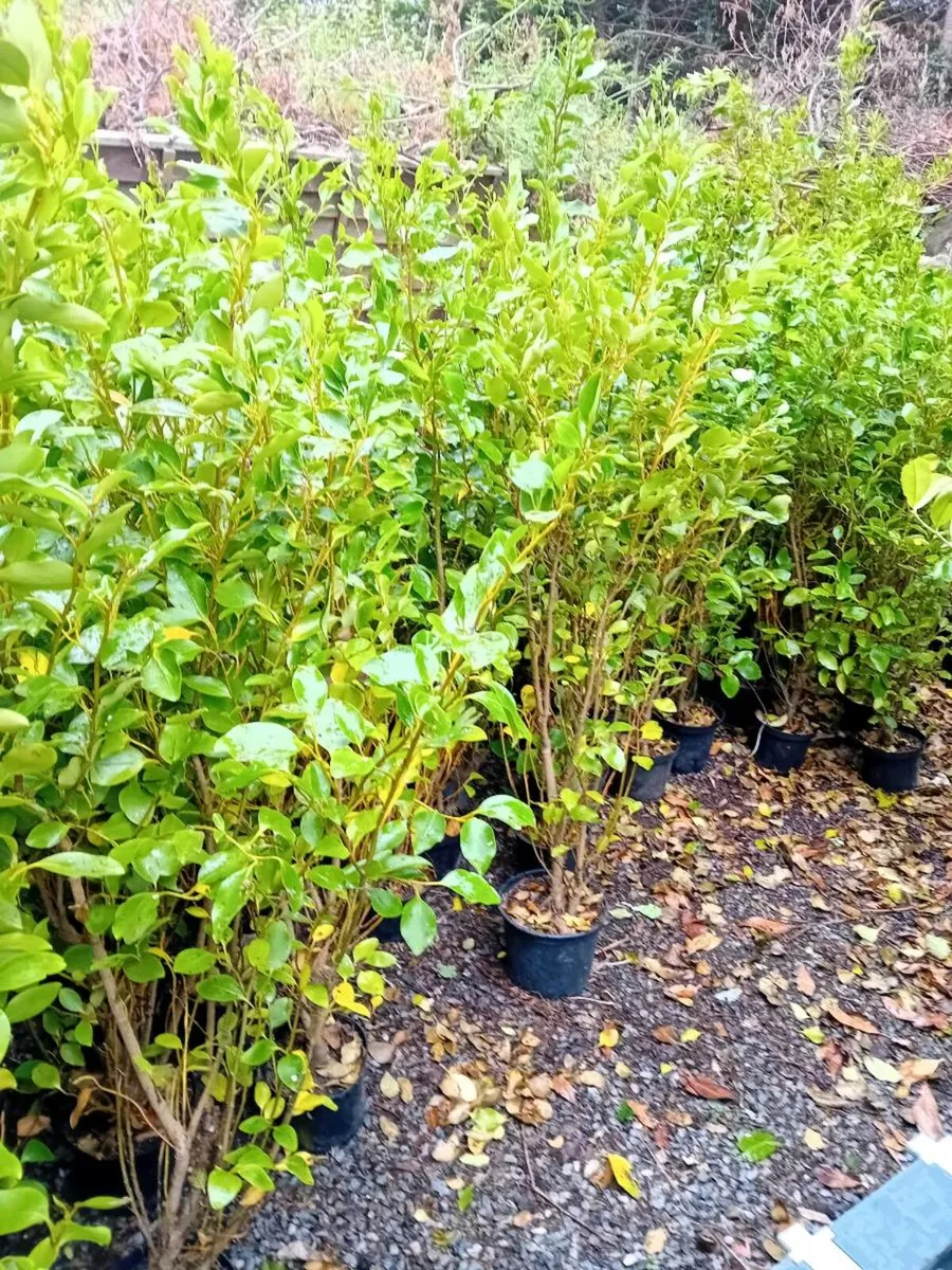 Griseline hedgeing. 5/6 ft - Image 1