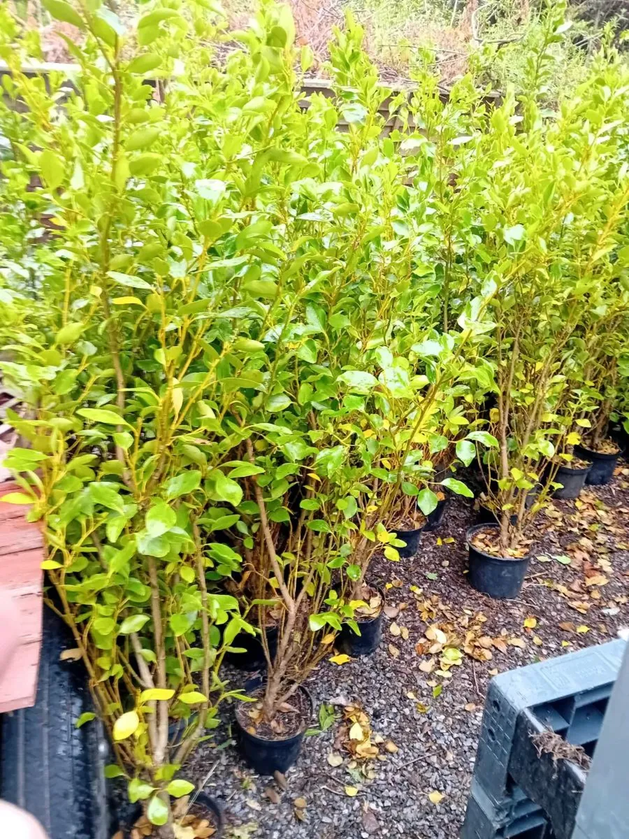 Griseline hedgeing. 5/6 ft - Image 2