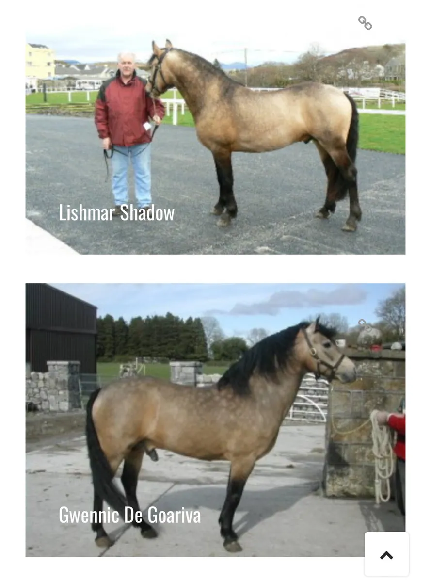 Dun Filly. - Image 3