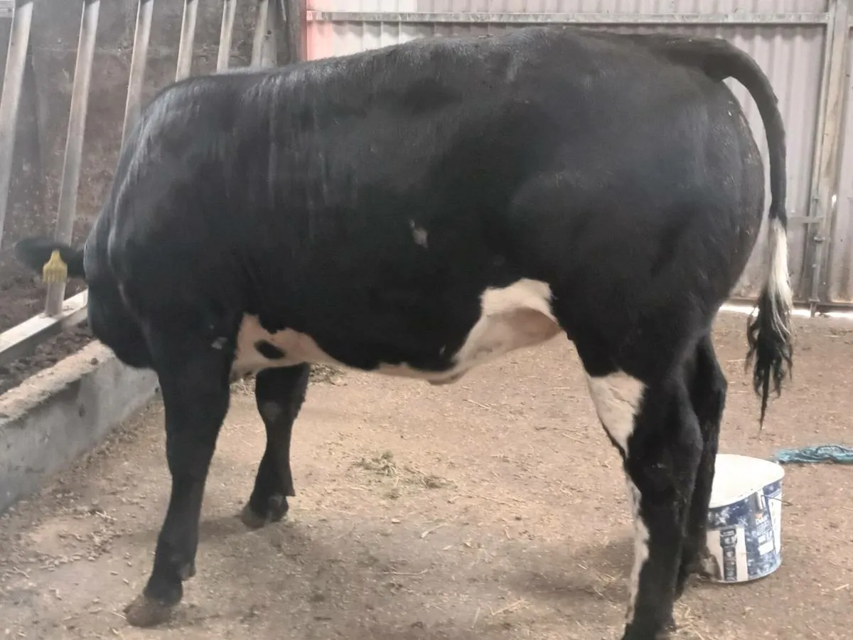 1 Top Quality U grade BBX coloured Heifer for sale - Image 2