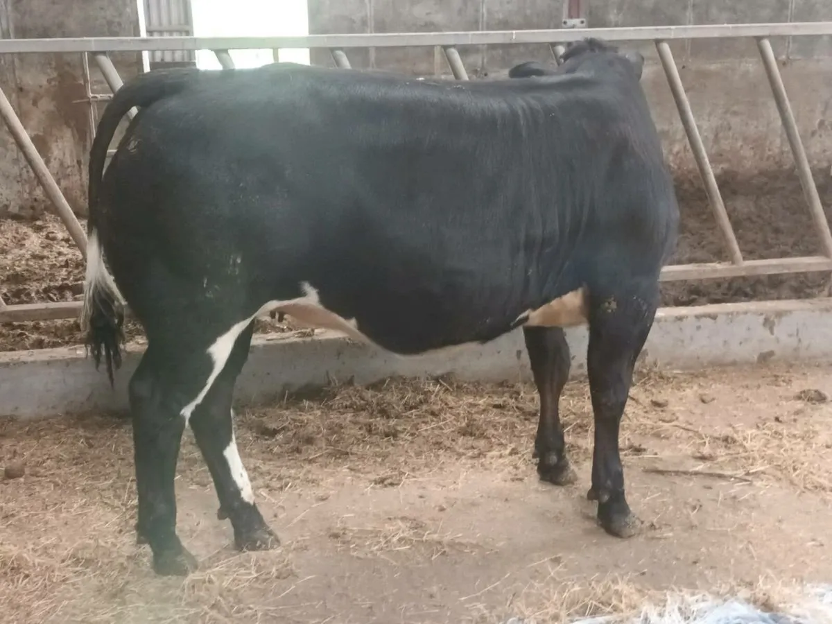 1 Top Quality U grade BBX coloured Heifer for sale - Image 4