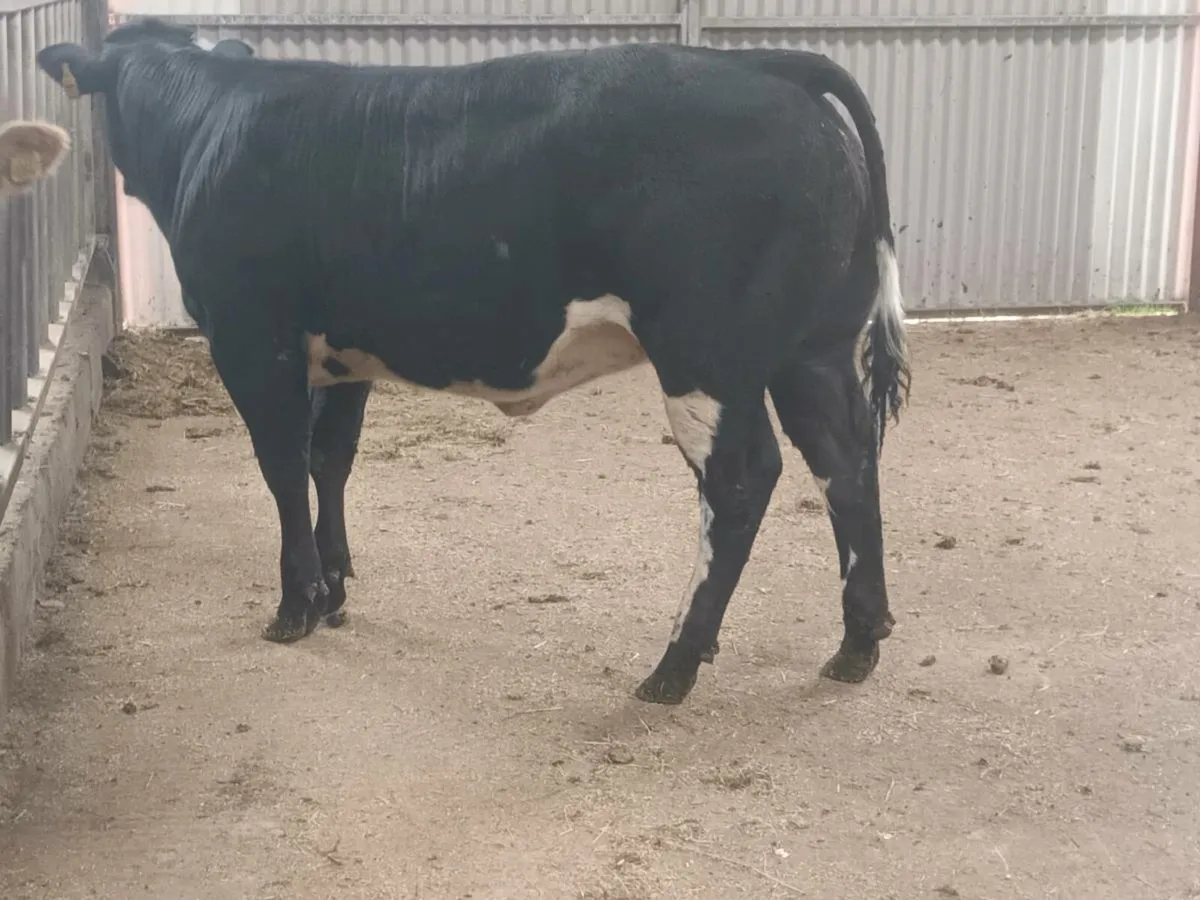 1 Top Quality U grade BBX coloured Heifer for sale - Image 1