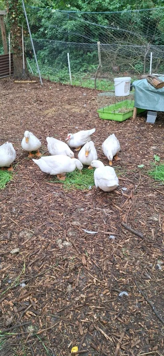 Duck eggs/ khaki campbell duckling - Image 4